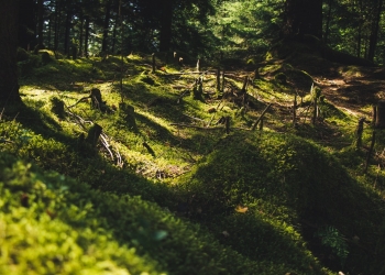 Unilever and Google Cloud team up to advance sustainable business practices