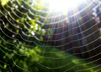 Wood For Trees releases first annual state of the sector report