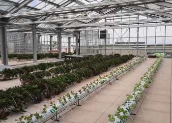 Equinix uncovers rooftop urban farm atop Parisian data centre