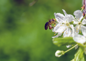 Schneider Electric increases support for 'Orchards in the Community’ initiative