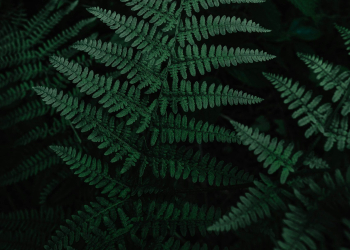 Digital Realty expands renewable generator fuel rollout to the US